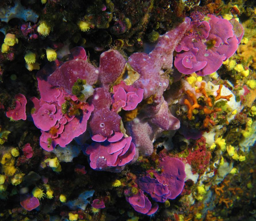 شقة Diving Center Punta Stilo المظهر الخارجي الصورة
